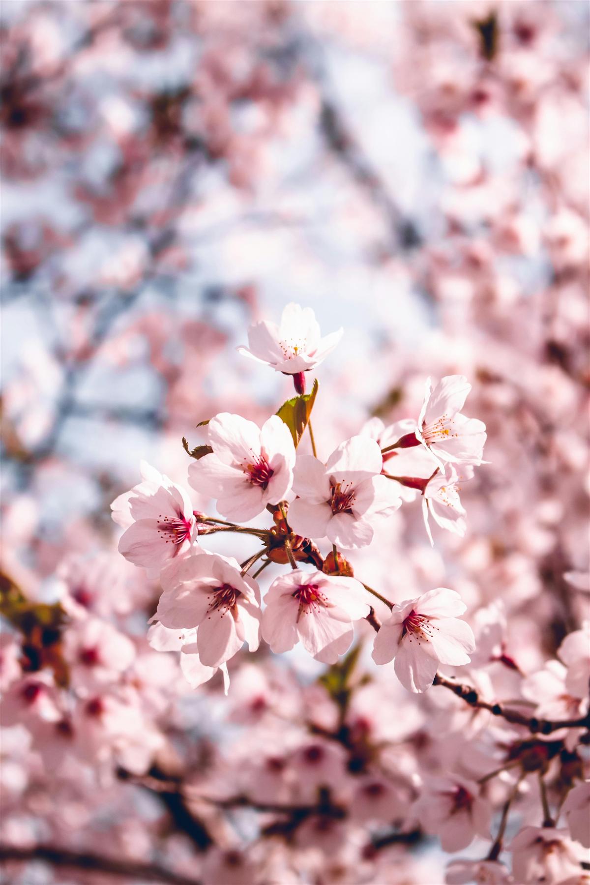 Paisagem de primavera com flores