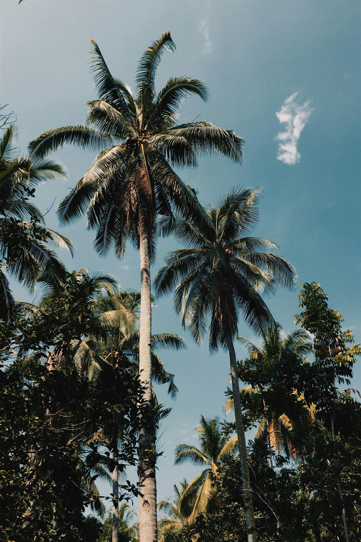 Paisagem de verão com céu claro e luz intensa